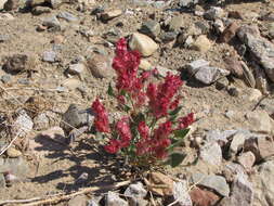 Rumex cyprius Murb. resmi