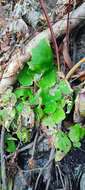 Image of Begonia jaliscana Burt-Utley