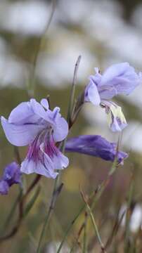 Image of Gladiolus carinatus subsp. carinatus