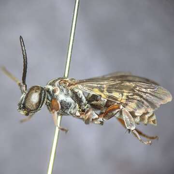 Слика од Triepeolus verbesinae (Cockerell 1897)