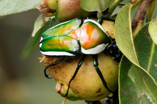 Image de Coryphocerina