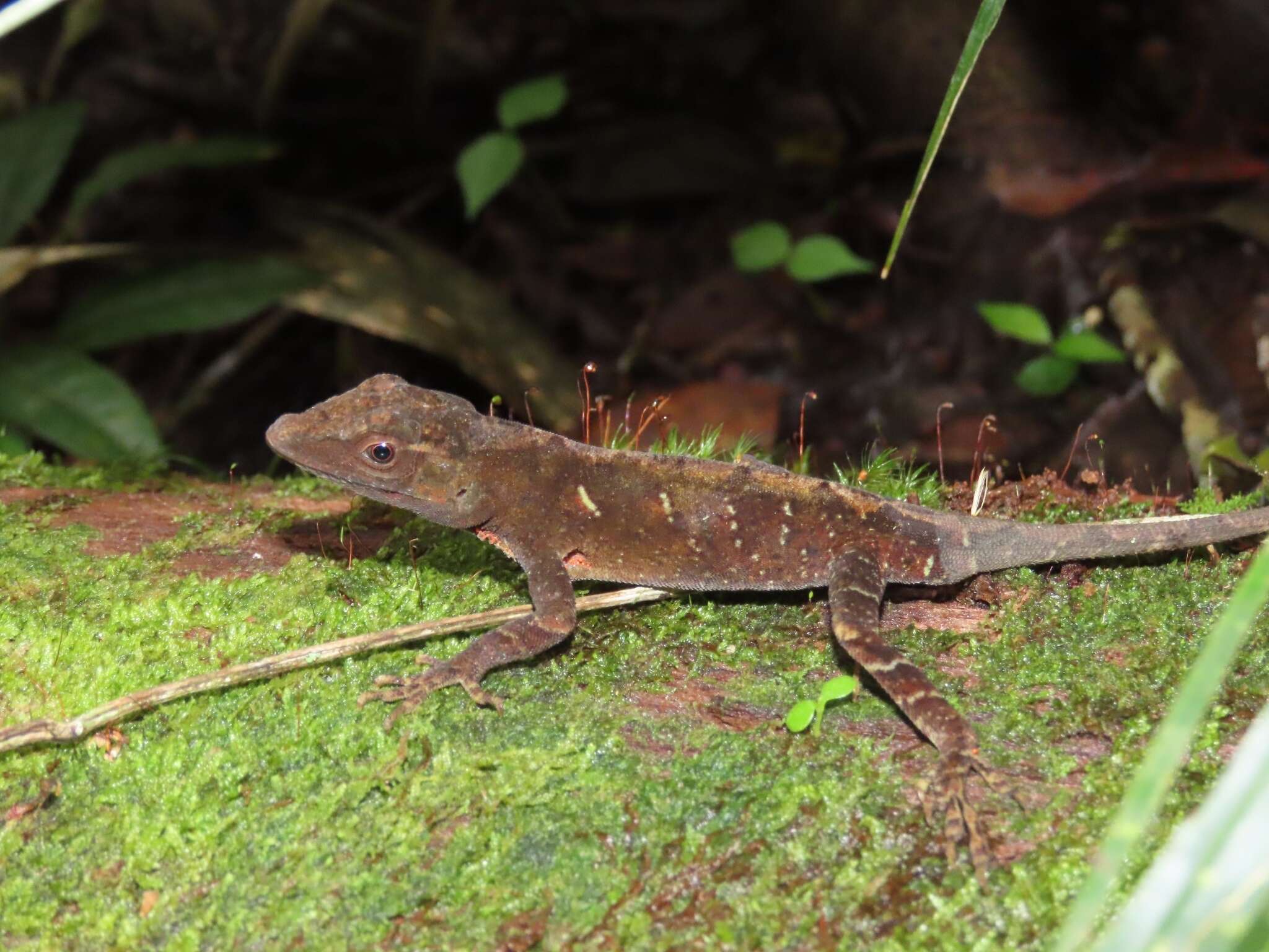 Image of Meyer's Anole