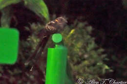 Image of Swallow-tailed Nightjar