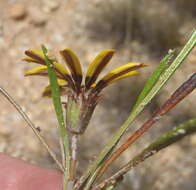 Image of Gazania krebsiana subsp. krebsiana