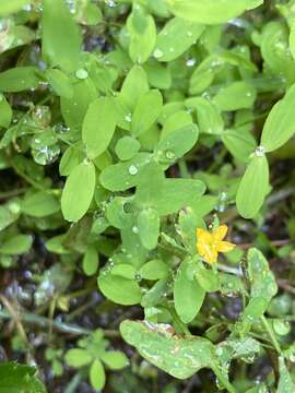 Plancia ëd Hypericum mutilum subsp. mutilum