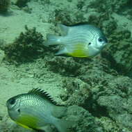 Image of White-belly damsel