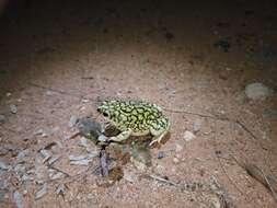 Image of Sonoran Green Toad