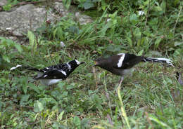 Image of Spotted Forktail