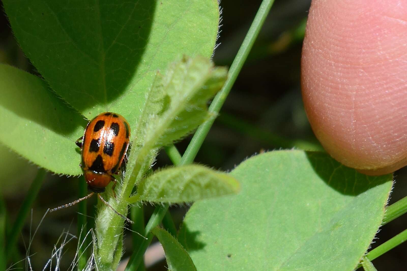 Sivun Cerotoma trifurcata (Forster 1771) kuva