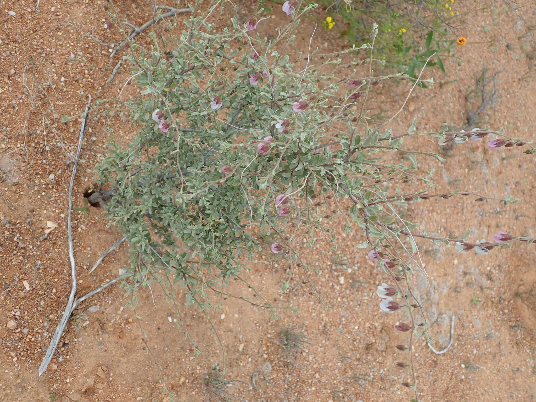 Image de Hermannia trifurca L.