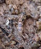 Image of Springtail