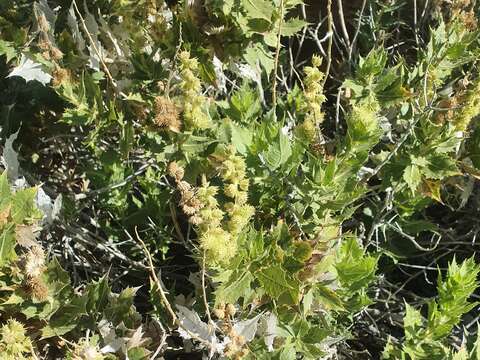 Image of hollyleaf bur ragweed