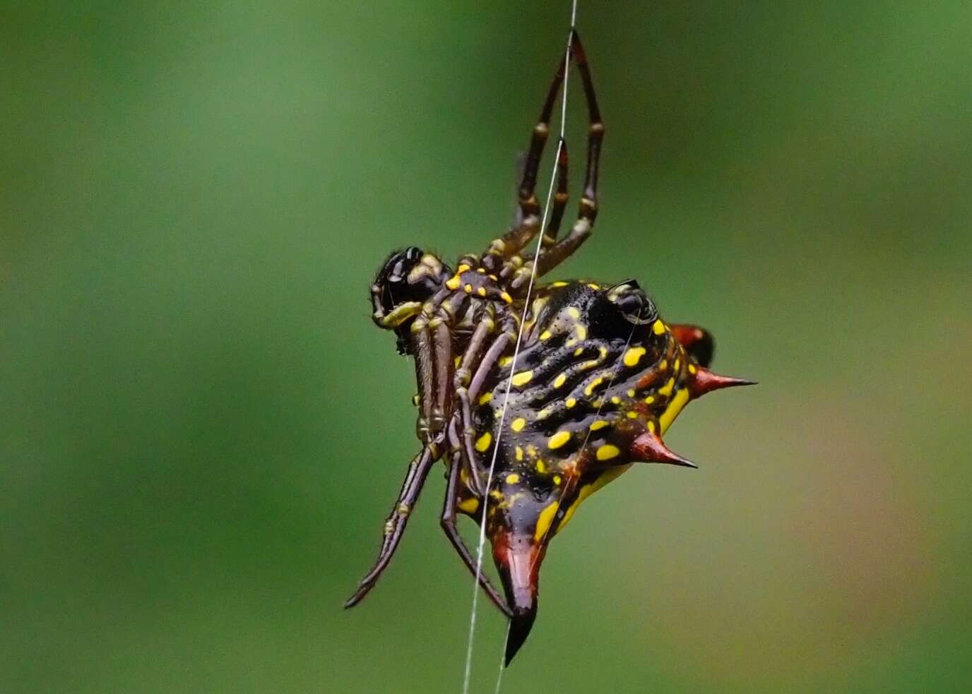 Image of Gasteracantha crucigera Bradley 1877