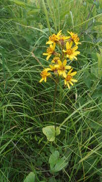 Image of Ligularia sibirica (L.) Cass.