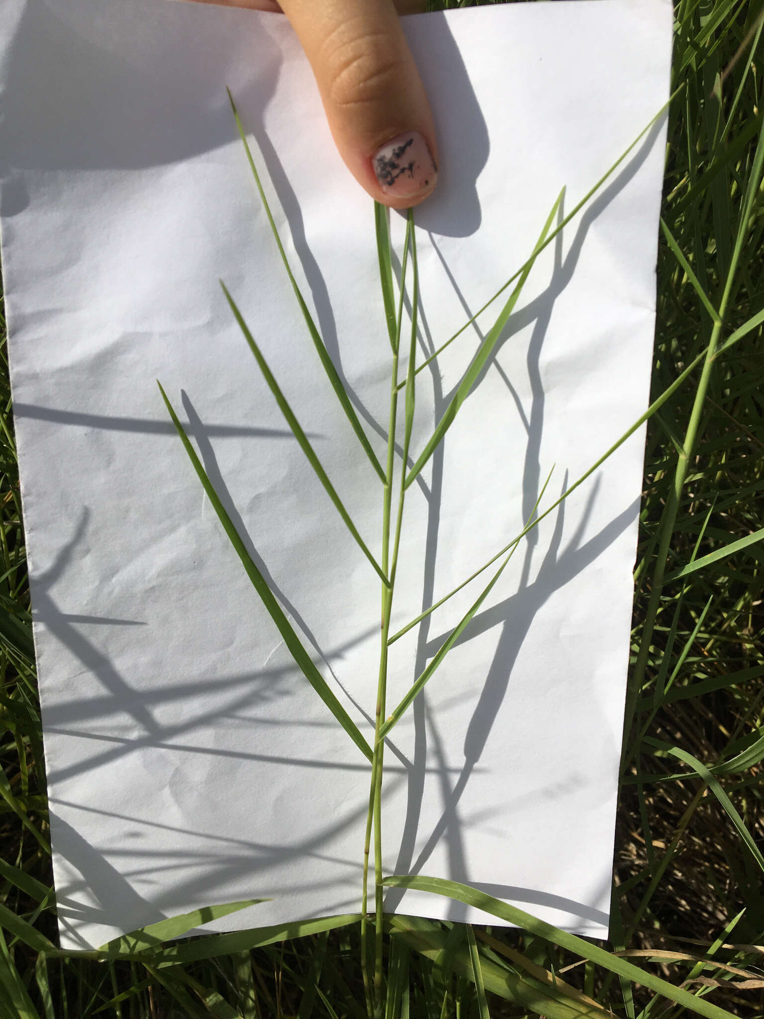 Image of torpedo grass