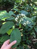 Image of Begonia cooperi C. DC.