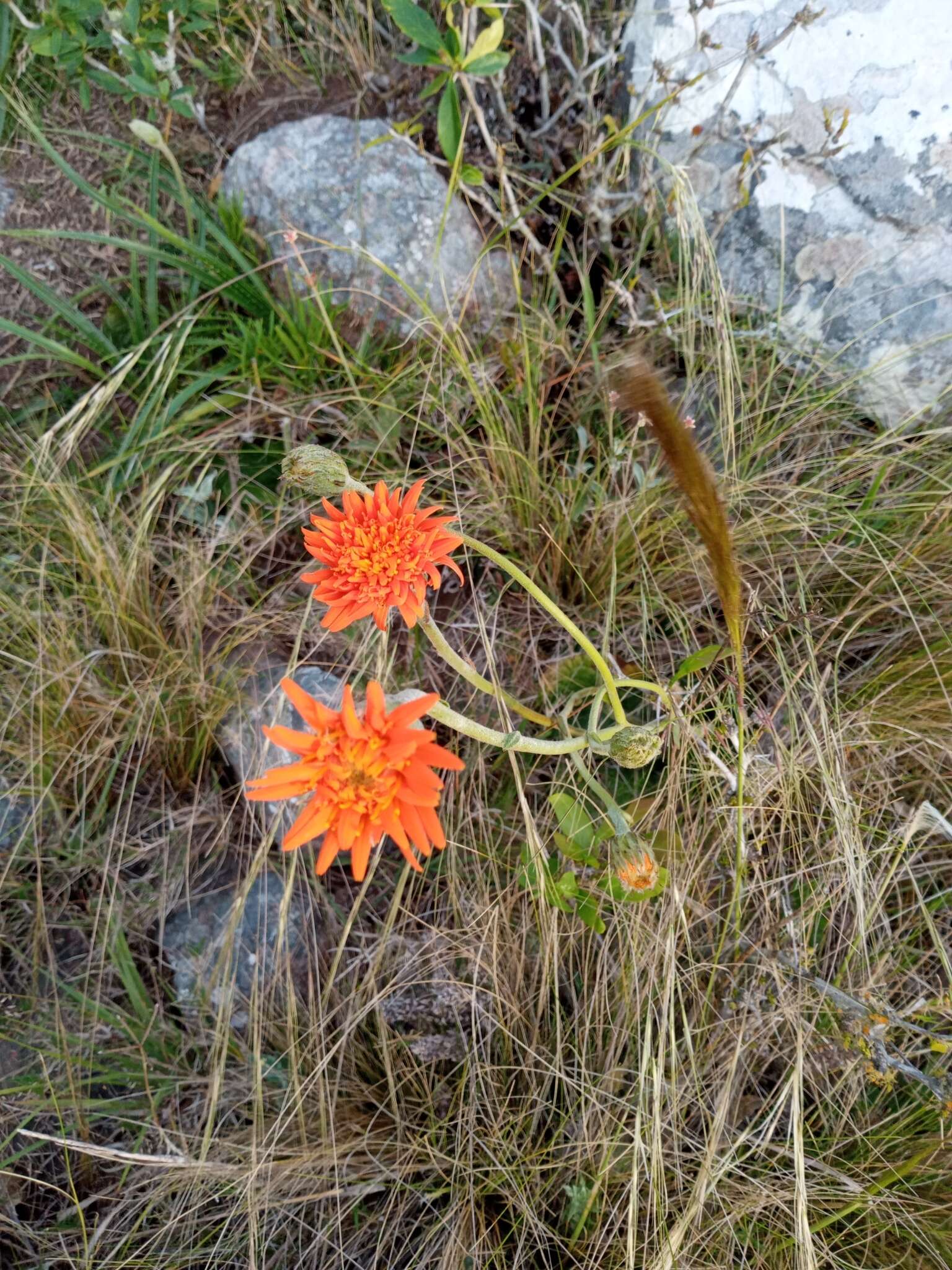 Plancia ëd Criscia stricta (Spreng.) L. Katinas