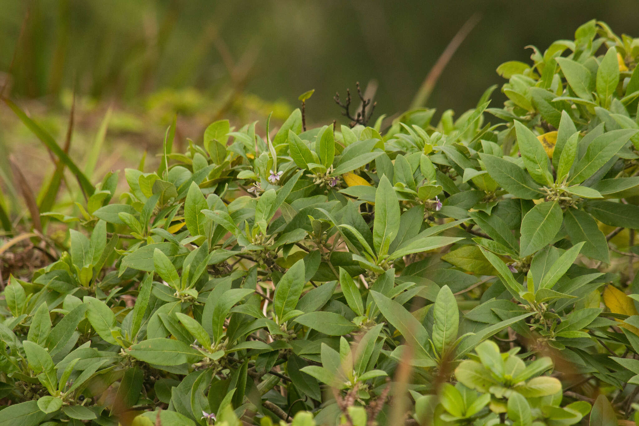 Imagem de Scaevola mollis Hook. & Arn.