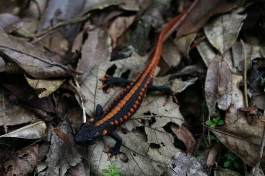 Image of Tiannan Crocodile Newt