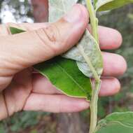 Image of Verbesina sericea Kunth & Bouche