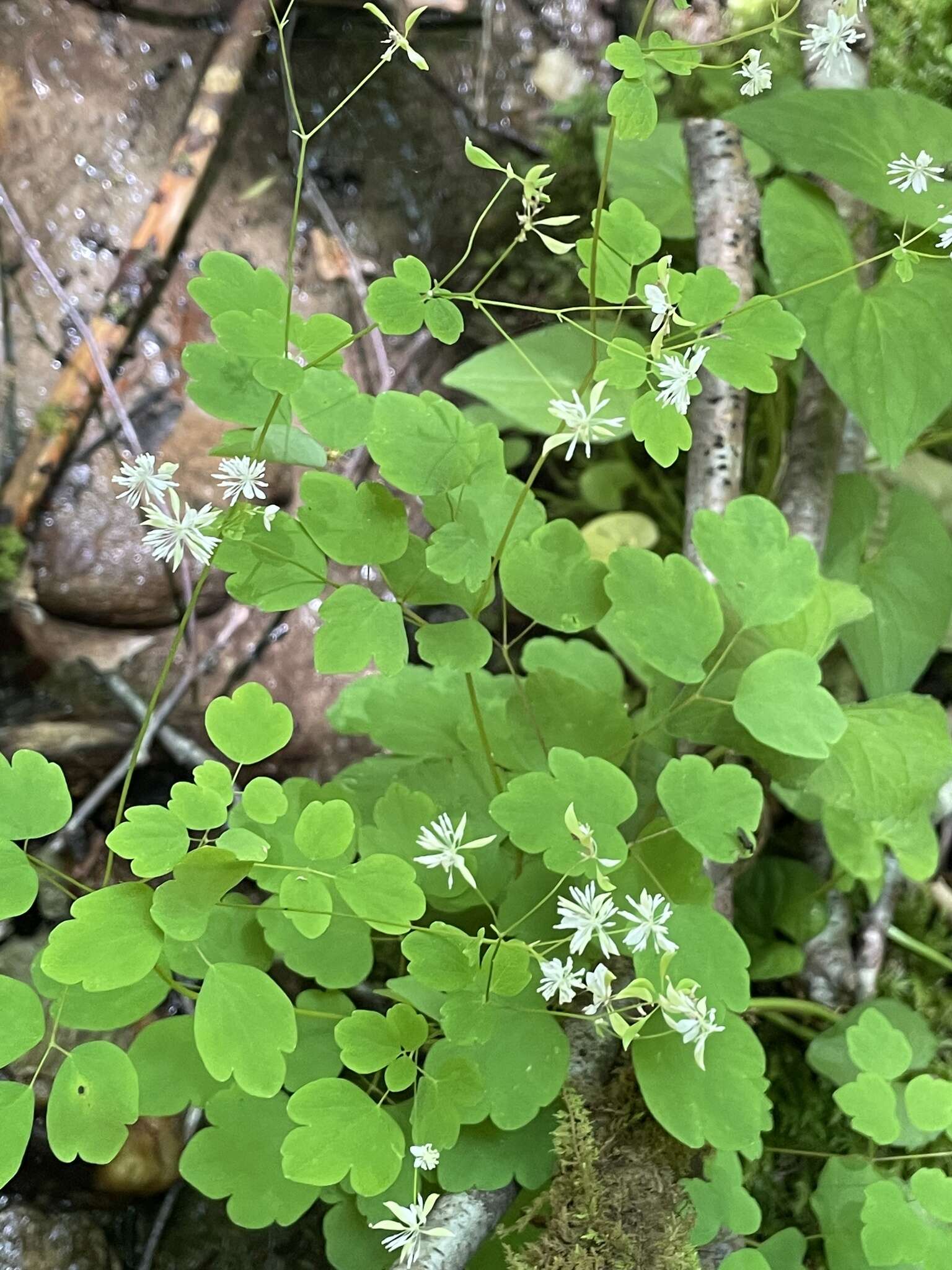 Image of Mountain Meadow-Rue