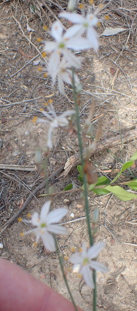 Image of Chlorophytum crispum (Thunb.) Baker