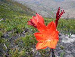 Image of George lily, Scarborough lily