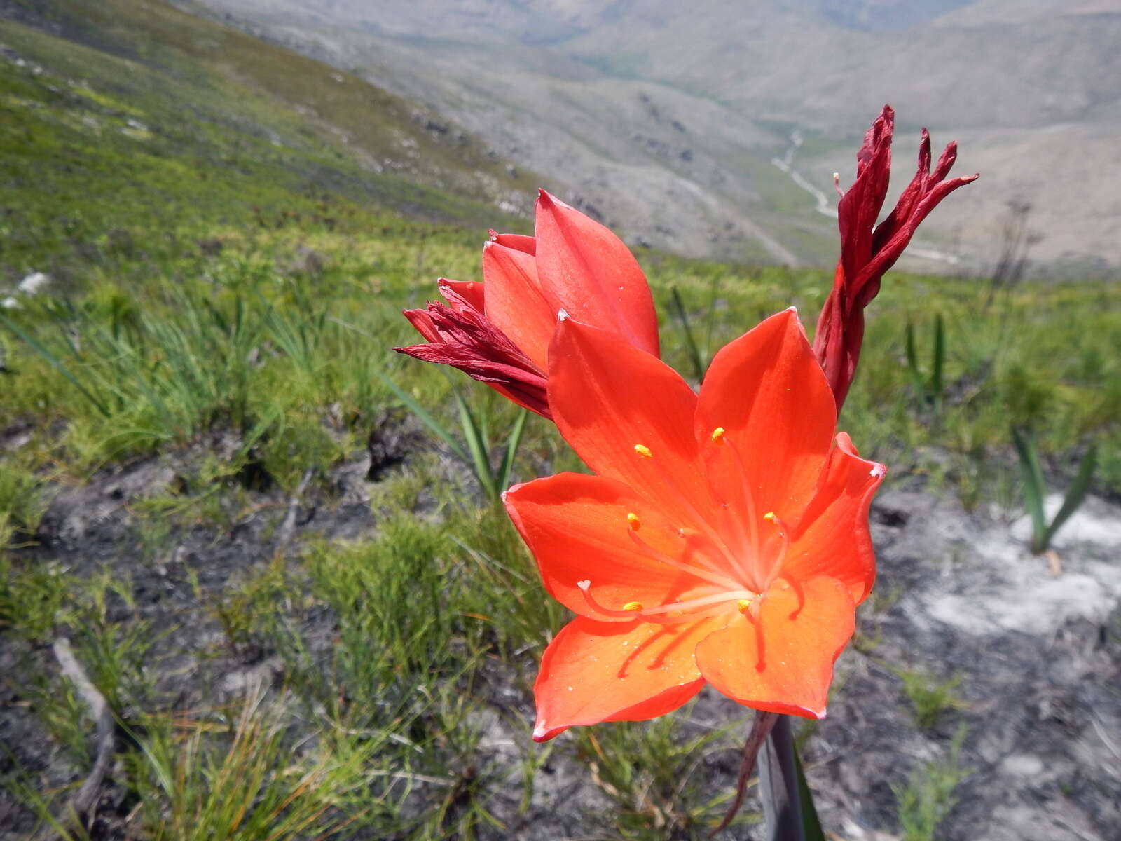 Image of George lily, Scarborough lily