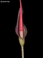 Image of Amorphophallus commutatus (Schott) Engl.