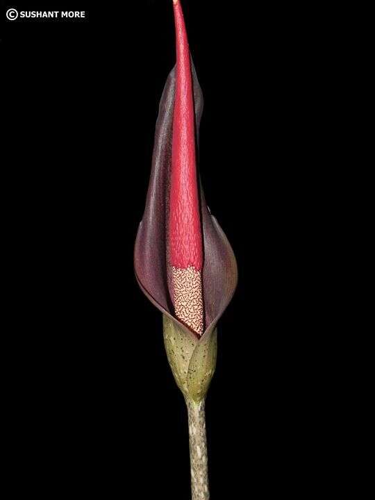 Amorphophallus commutatus (Schott) Engl. resmi