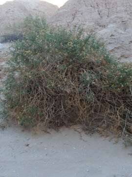 Image of alkali goldenbush