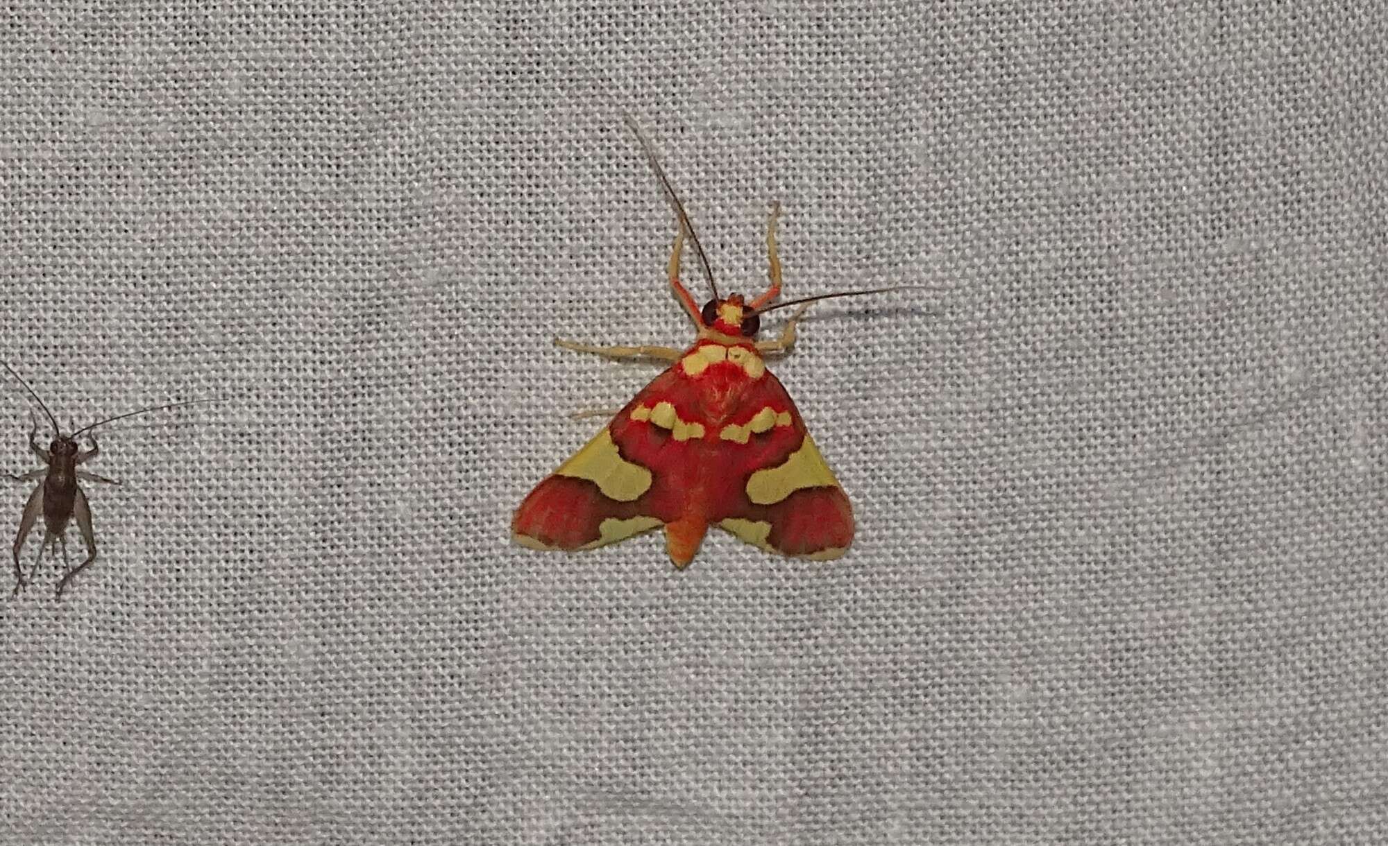 Trichromia coccineata resmi