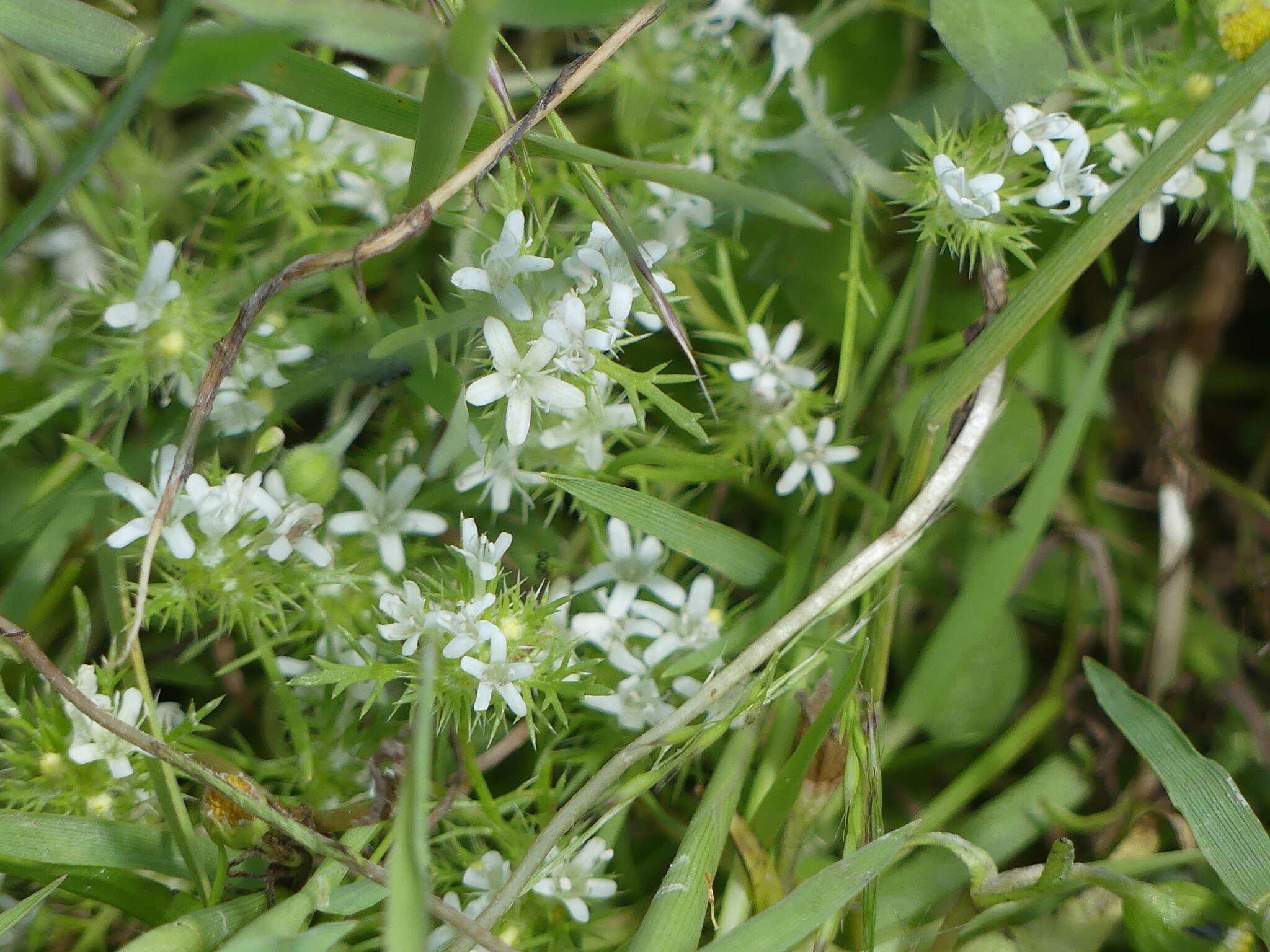 Image of Baker's navarretia