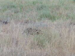 صورة Leptailurus serval lipostictus (Pocock 1907)