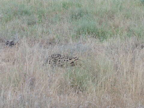 صورة Leptailurus serval lipostictus (Pocock 1907)