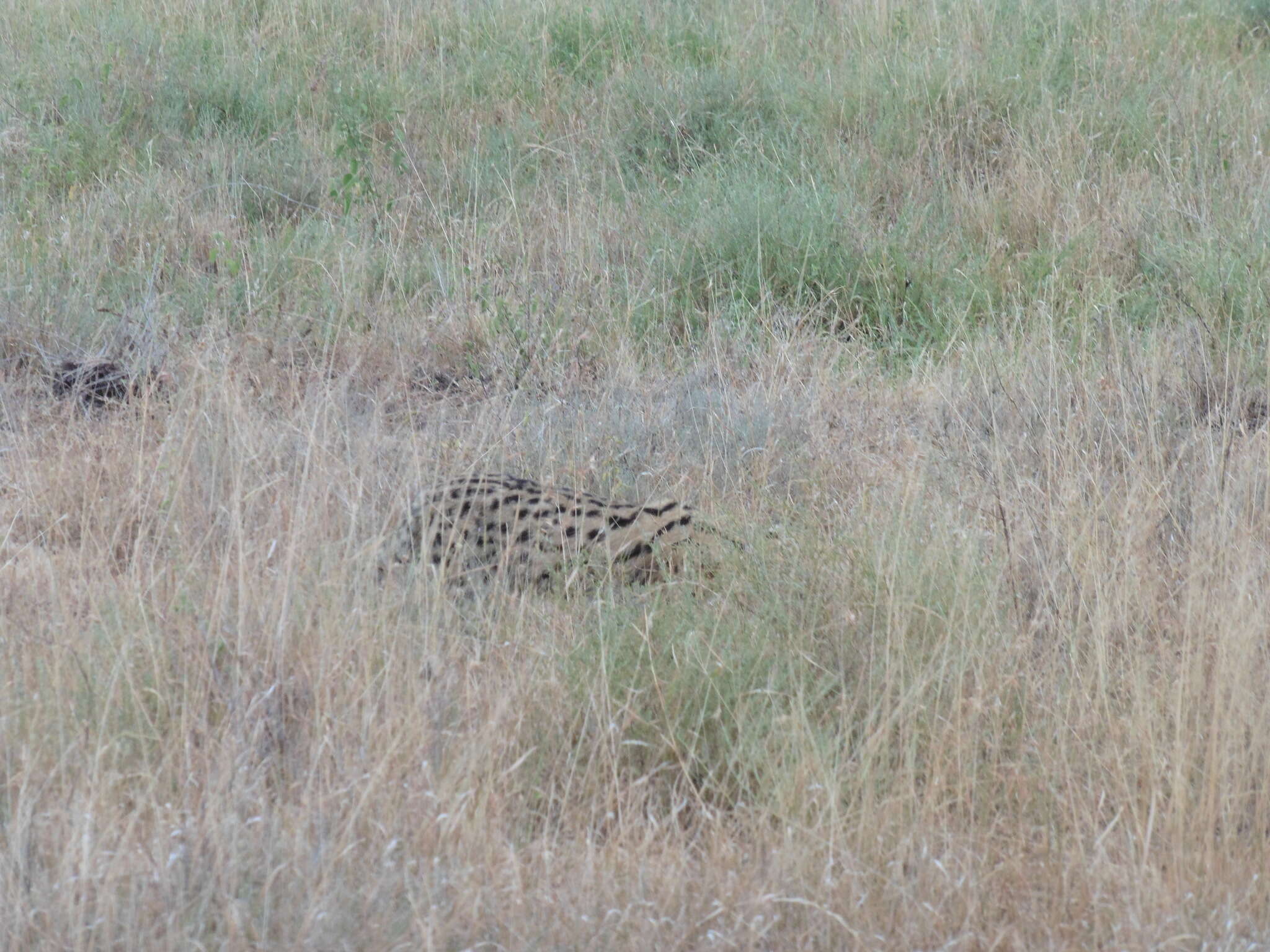 صورة Leptailurus serval lipostictus (Pocock 1907)