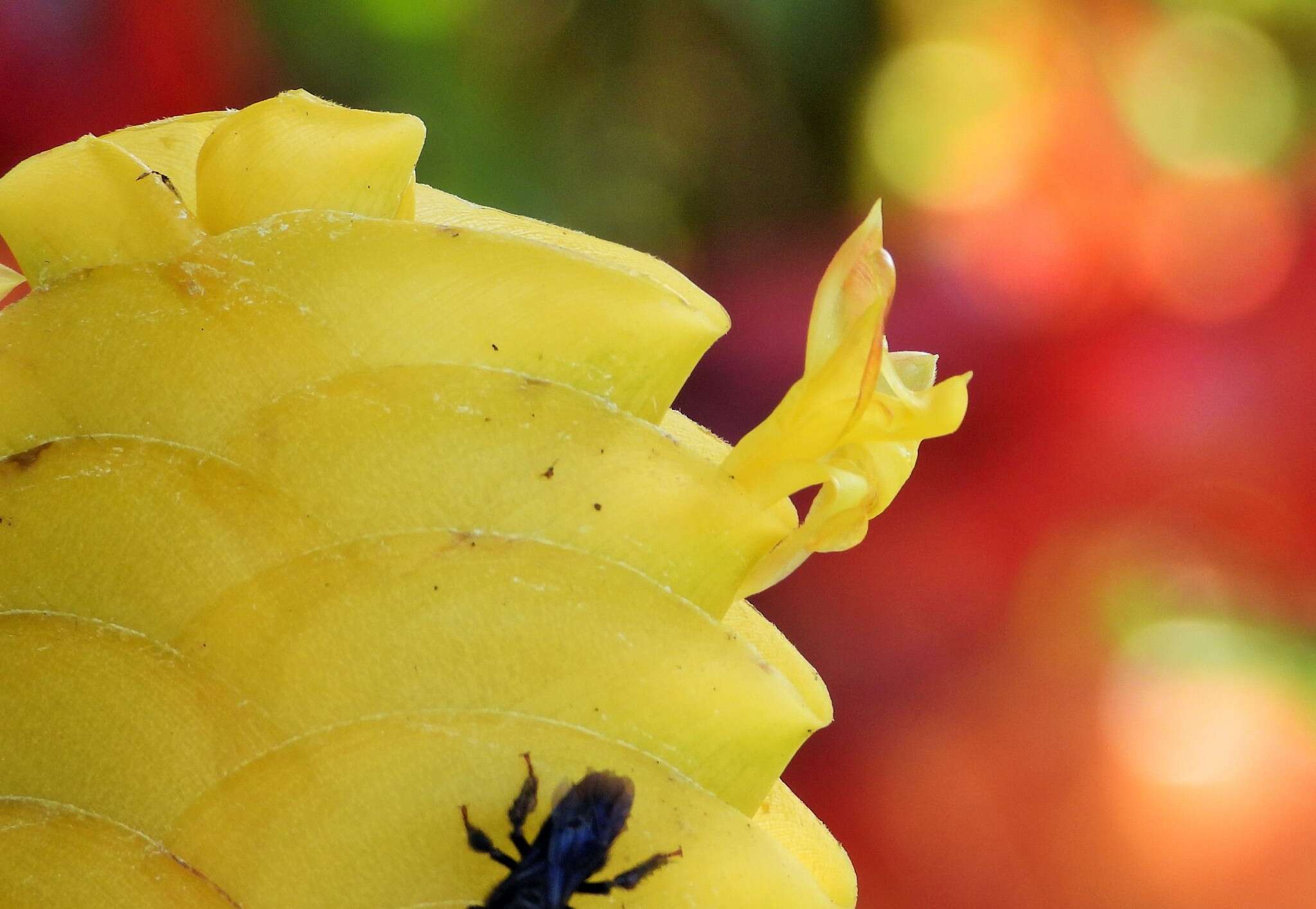 Image of rattlesnake plant