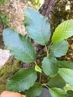 Image de Alnus oblongifolia Torr.