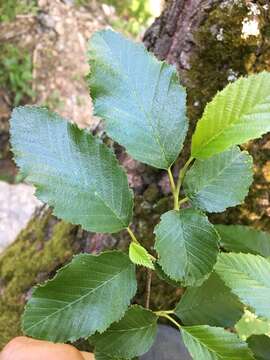 Image de Alnus oblongifolia Torr.