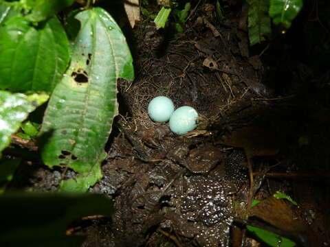 Image of Scaled Antpitta