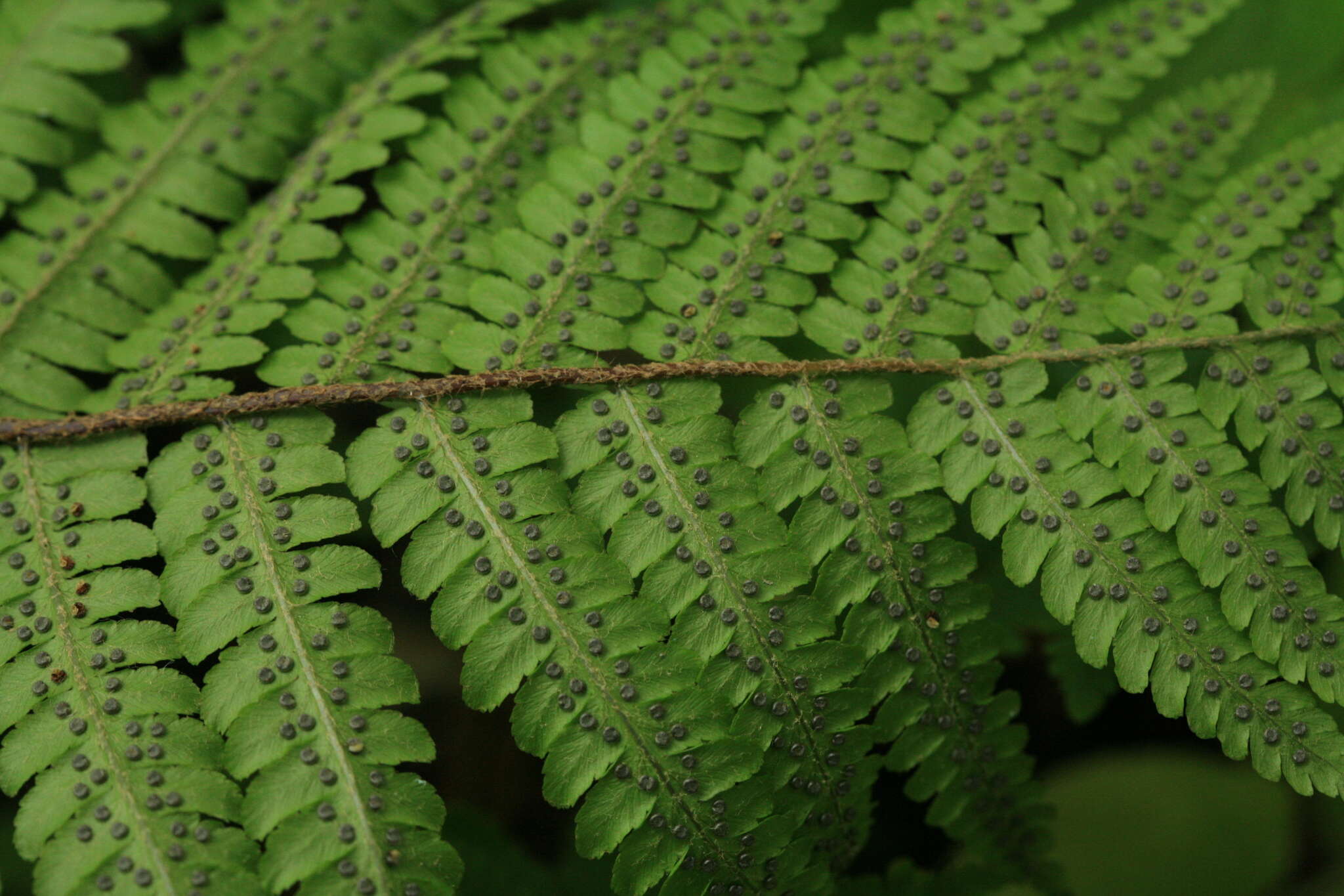 Image of Dryopteris crassirhizoma Nakai