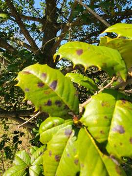 Image de Phytophthora ilicis