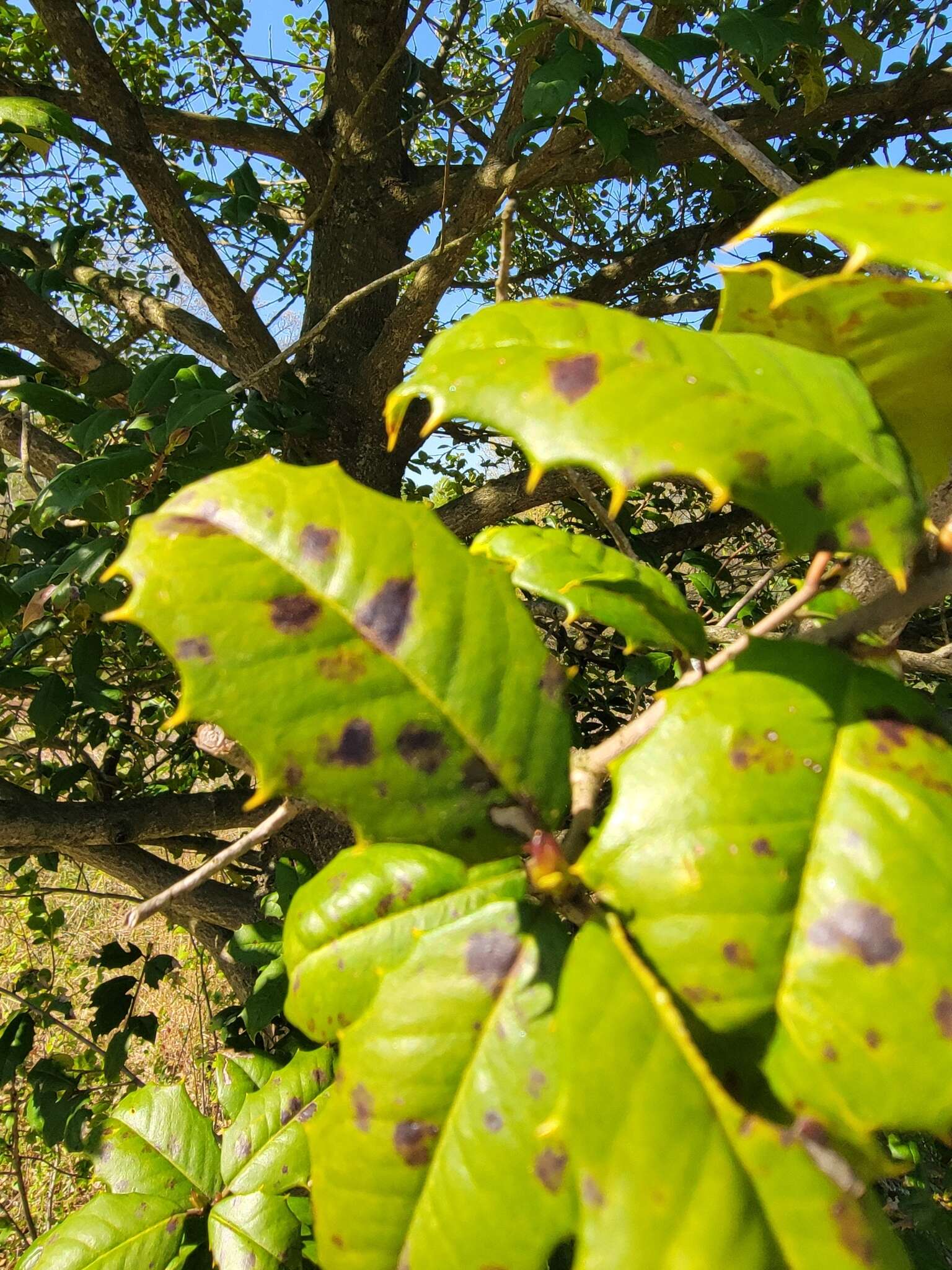 Image of Phytophthora ilicis