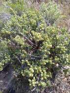 Image of bud sagebrush