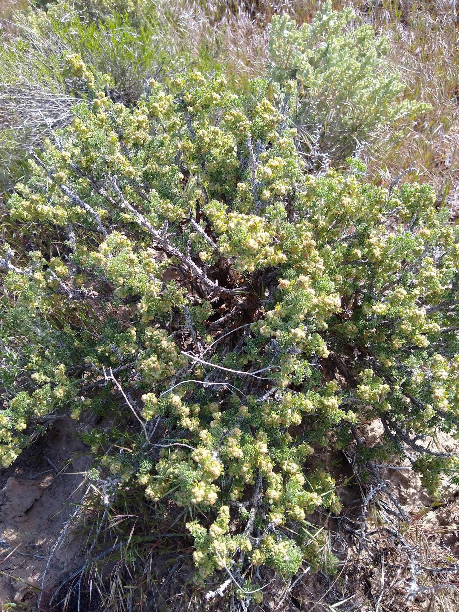 صورة Artemisia spinescens Eaton