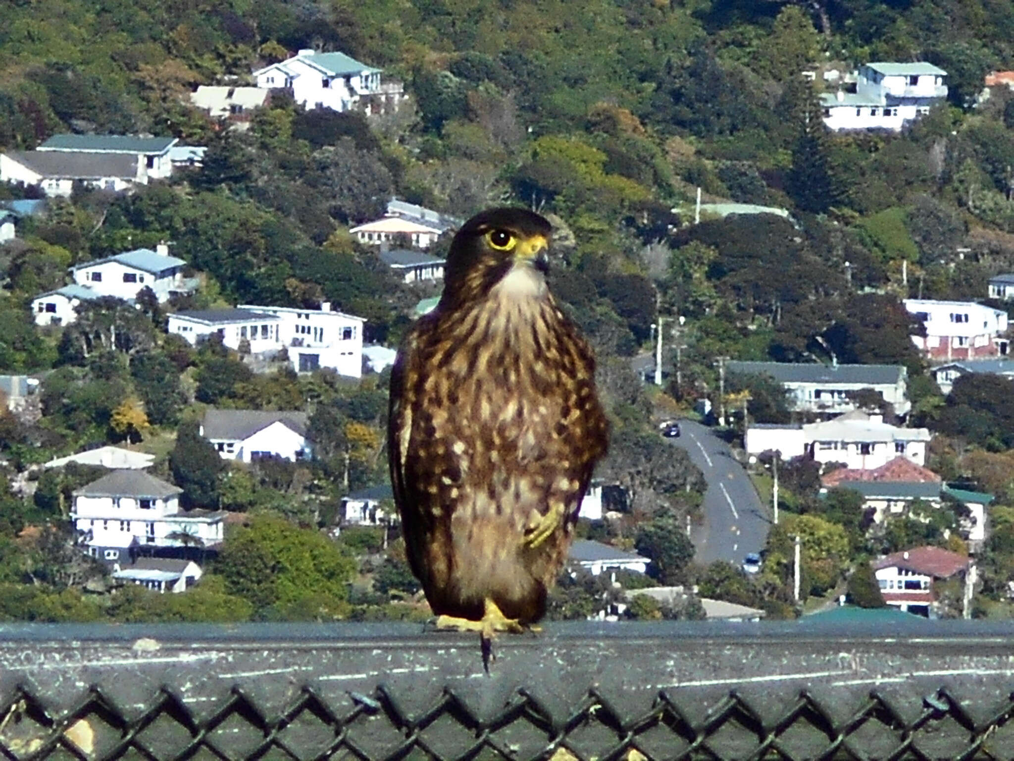 Image of New Zealand Falcon