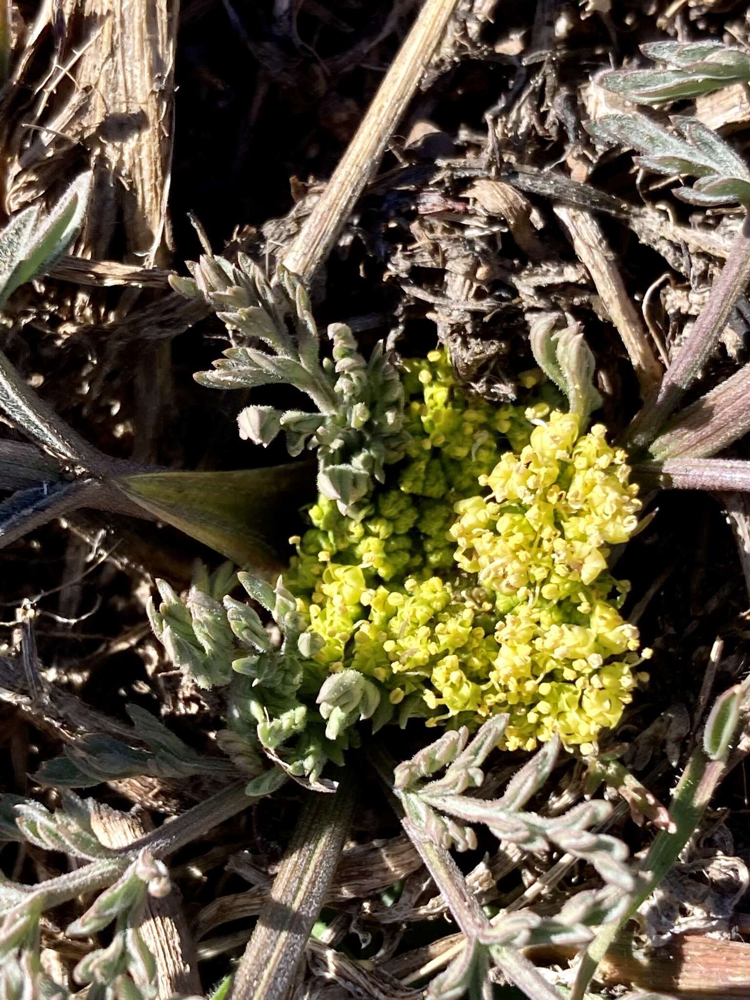 Слика од Lomatium austiniae (Coult. & Rose) Coult. & Rose