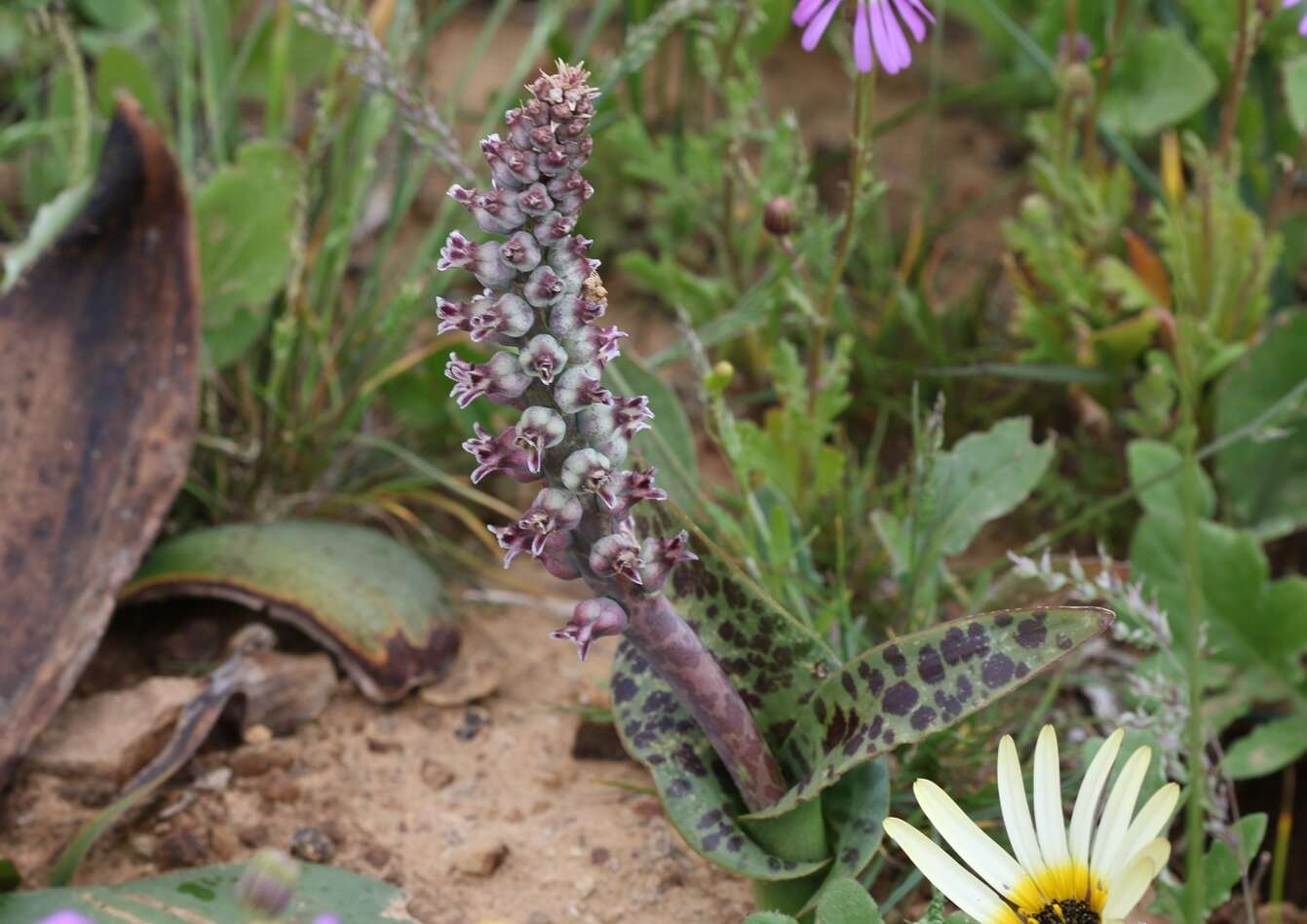 Image of Lachenalia elegans W. F. Barker