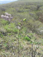 Image of Large-fruited Elm