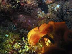 Image of potato crisp bryozoan